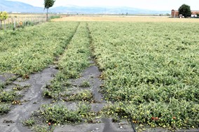 Κλιμάκιο του ΕΛΓΑ στο Δήμο Κιλελέρ – Ζημιές σε 15.000 στρέμματα καλλιεργειών (φωτο)